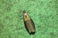 Sciota fumella