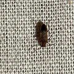 Melandryidae