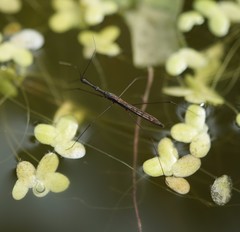 Hydrometra stagnorum