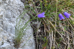 Campanula carnica