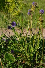 Globularia bisnagarica