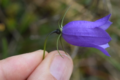 Campanula carnica