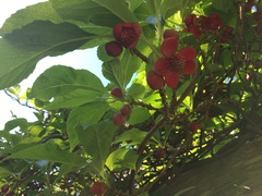 Magnoliopsida