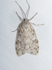 Eucereon xanthoperas