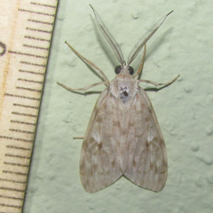 Eucereon xanthoperas