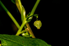 Ceratiosicyos laevis