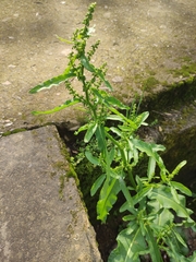 Rumex dentatus