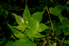 Ceratiosicyos laevis