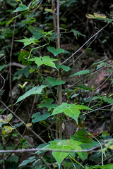 Ceratiosicyos laevis
