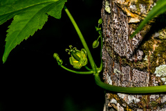 Ceratiosicyos laevis