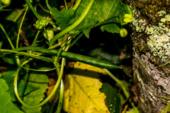 Ceratiosicyos laevis