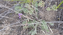 Gueldenstaedtia verna