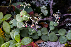 Crassula cordata