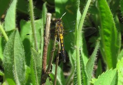 Leucorrhinia frigida