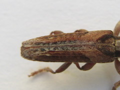 Stenidea verticalis