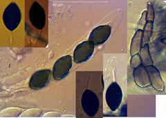 Podospora tetraspora