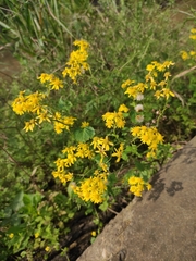 Sinosenecio oldhamianus