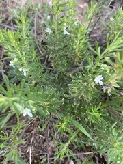 Teucrium africanum