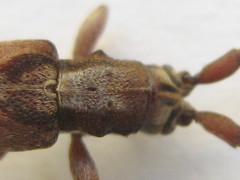 Stenidea verticalis