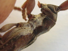 Stenidea verticalis