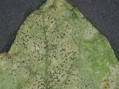 Septoria stellariae