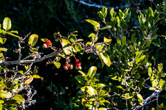 Ochna arborea