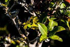 Ochna arborea