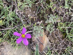 Oxalis imbricata cuneifolia