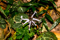 Plectranthus oertendahlii