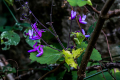 Equilabium petiolare