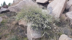 Spiraea aquilegifolia