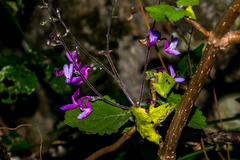 Equilabium petiolare