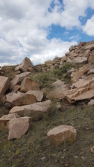 Spiraea aquilegifolia