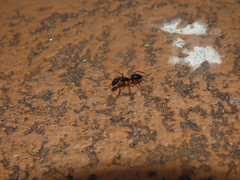 Camponotus