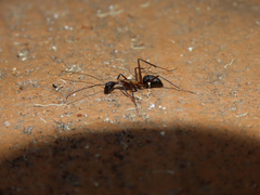 Camponotus lespesii