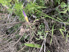 Oxalis imbricata cuneifolia