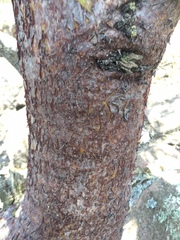 Bursera galeottiana