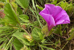 Ipomoea crassipes