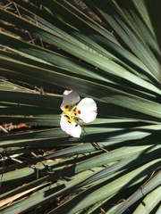 Calochortus dunnii