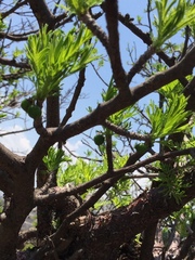 Bursera galeottiana