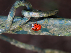Harmonia axyridis