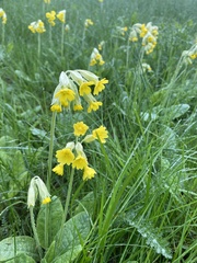 Primula veris