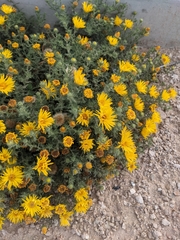 Xanthisma spinulosum