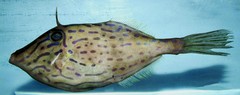 Dotterel Filefish photo 5
