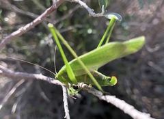 Scudderia