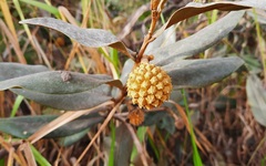 Duguetia furfuracea