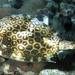 Honeycomb Cowfish - Photo (c) FishWise Professional, some rights reserved (CC BY-NC-SA)