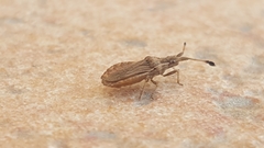 Spathocera lobata
