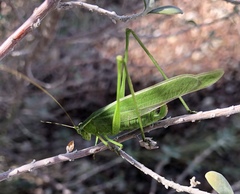 Scudderia