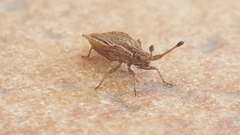 Spathocera lobata